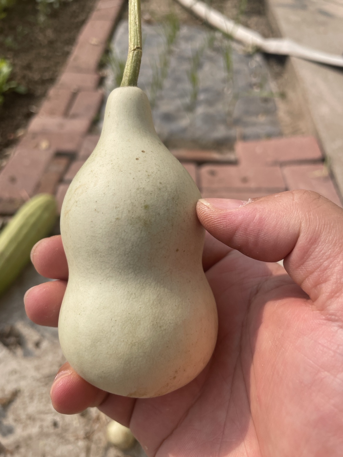 挑中的那个：品相匀称，皮色干净